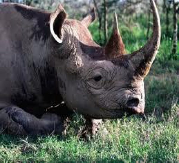 Le kilogramme de corne de rhinocéros vaut vingt millions de francs cfa au marché noir.