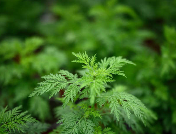 Covid-19 : L’Artemisia Annua considérée comme un des traitements possibles de la pandémie par l’Oms.