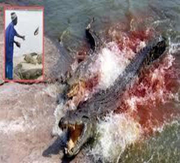 Horreur à Yamoussoukro: des crocodiles dévorent leur gardien.