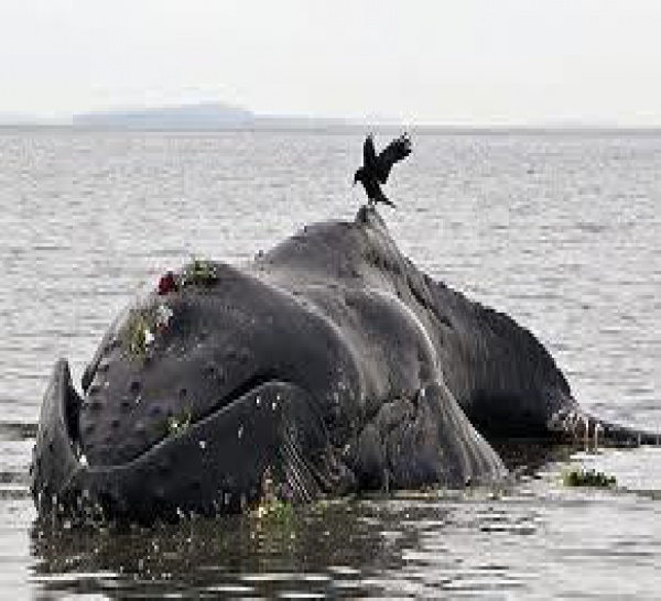 Insolite : Une baleine s'échoue sur la plage de Cayar