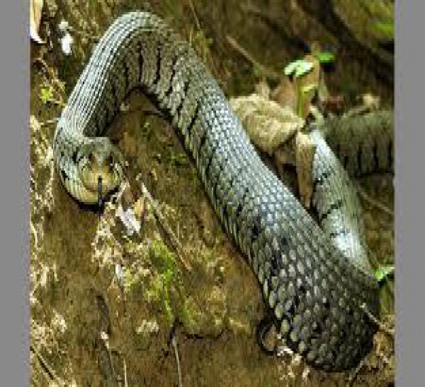 Kaolack : un serpent de trois mètres dans un lit.