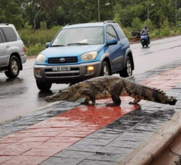 Insolite à Ouagadougou : Des crocodiles en circulation éblouissent la ville.