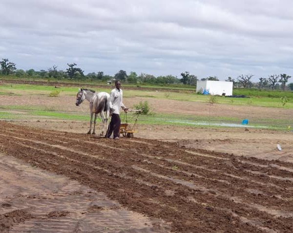 NDENGLER : Les paysans ont repris le chemin des champs.