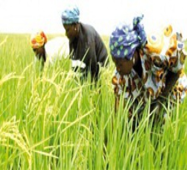Financement de l’agriculture : l’implication des banques jugée « trop faible »
