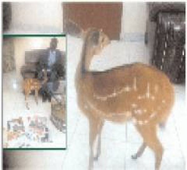 Convocation d’El Hadji Amadou Sall à la Dic : Farba Senghor débarque au Palais de la Justice avec une biche