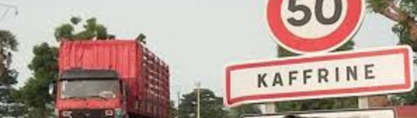 Kaffrine : Un camion traverse un troupeau de plus de 200 bœufs et en tue une vingtaine.