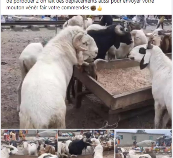 REPORTAGE - Tabaski : À Dakar, des moutons sont (aussi) vendus sur internet