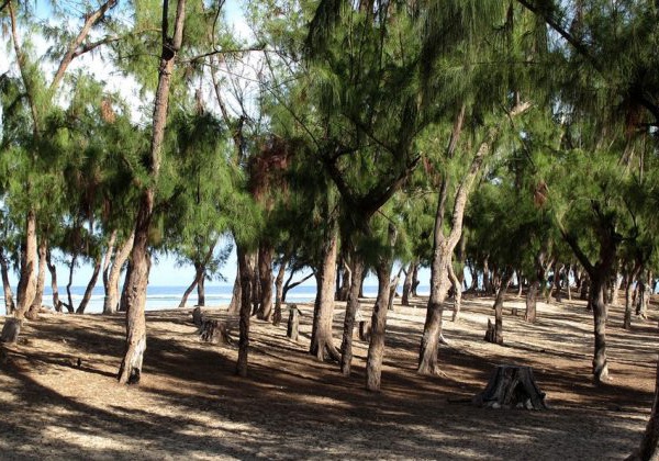 Vente de parcelles à usage d’habitation sise à la bande des filaos de Guédiawaye: la Ville indique n’avoir initié aucun lotissement dans le territoire du Département