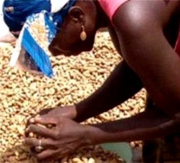 Campagne de commercialisation de l’arachide La SUNEOR invitée à payer la dette due à certains opérateurs