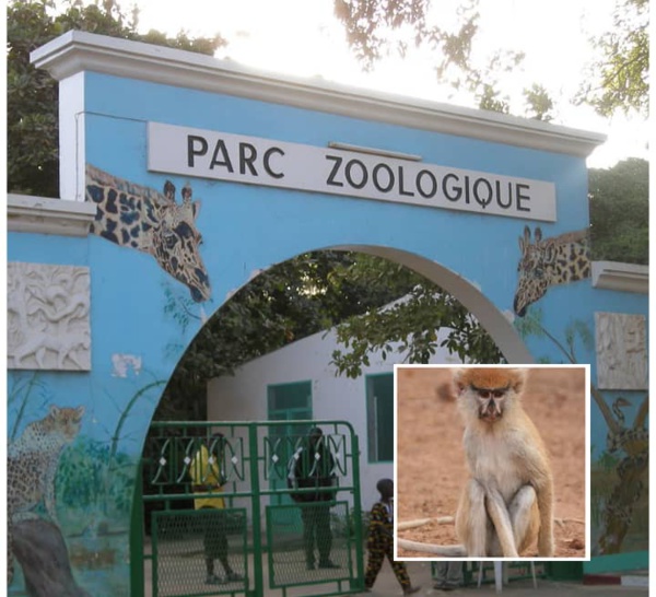 Un singe « patass roux » s'échappe et blesse une dame au Parc Hann: « c’est un sabotage, quelqu'un est venu soulever la cage de sécurité du primate…nous avons pris les mesures pour la Dame jusqu’à ce que… » (Source ministère)