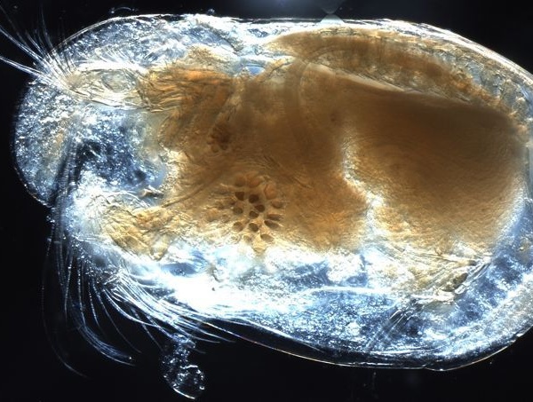 Des spermatozoïdes géants vieux de 17 millions d'années