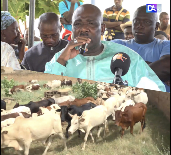 Mawlid 2022 : Farba Ngom dote 240 boeufs et près de 20 millions aux populations des communes du Bossea.