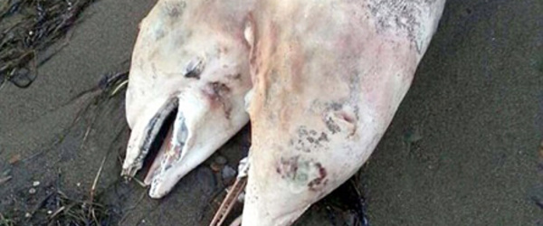 Un dauphin à deux têtes échoue sur une plage en Turquie