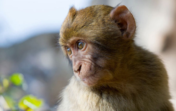 Ebola : un vaccin efficace testé sur les singes