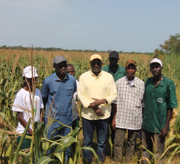 SEFA (région de Sédhiou) : les douze mille tonnes de production de maïs ont trouvé acquéreur