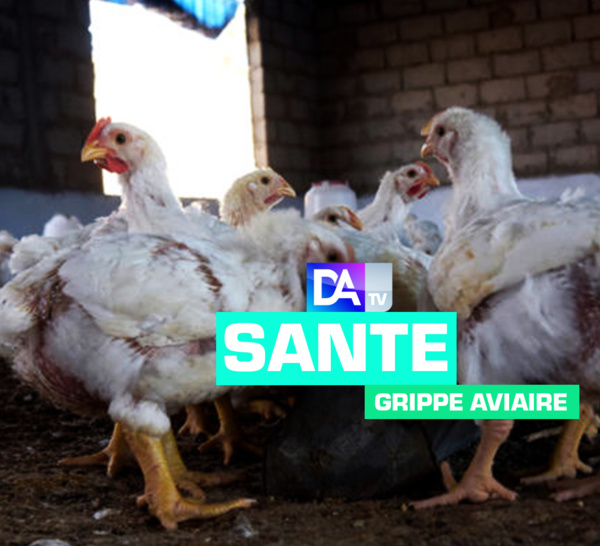 Epidémie de la grippe aviaire : Les chiffres à couper le souffle de la mortalité avicole