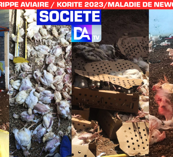 Korité 2023 : Les éleveurs de poulets à l'épreuve de la Grippe Aviaire et de la maladie de Newcastle, entre peine et désillusion