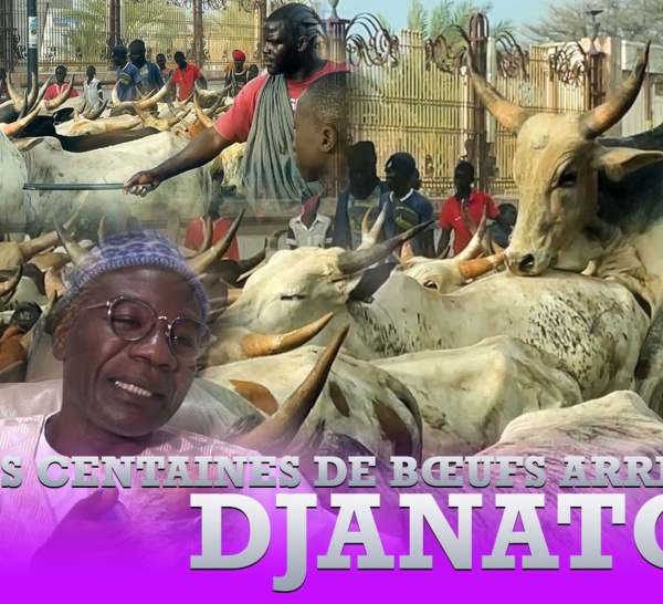 Magal Touba 2023 : Des centaines de bœufs arrivent à Janatou, chez Serigne Saliou Thioune
