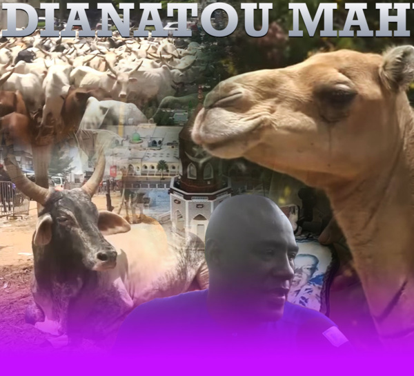 Troupeaux de bœufs et Thiant à Janatou : Serigne Saliou Thioune, le digne héritier de Cheikh Bethio, perpétue le Ndiguël !