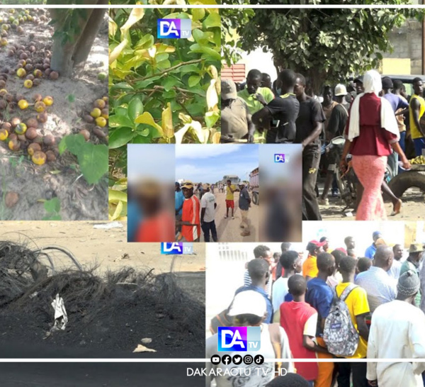 Darou Khoudouss-Mboro : Des agriculteurs et des jeunes en colère contre les ICS bloquent la circulation et brûlent des pneus, 11 personnes interpellées