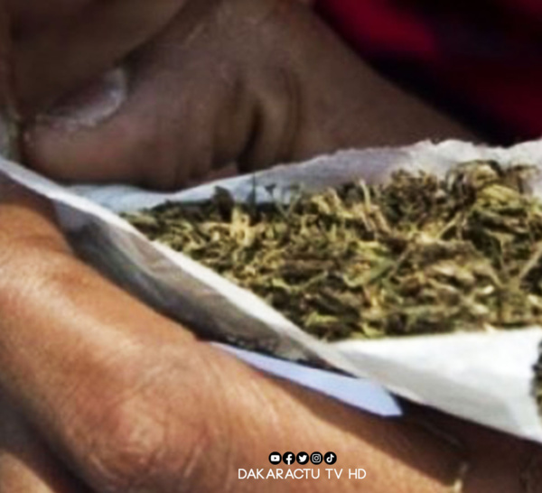 Consommation de chanvre indien: un groupe de vieux tombe avec 125 grammes de cannabis.