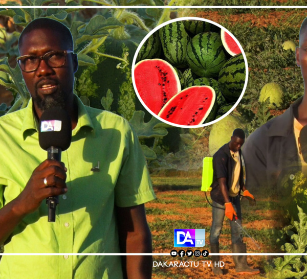 Production agricole : Ndogal Tadjele un grenier qui peine à s’assouvir
