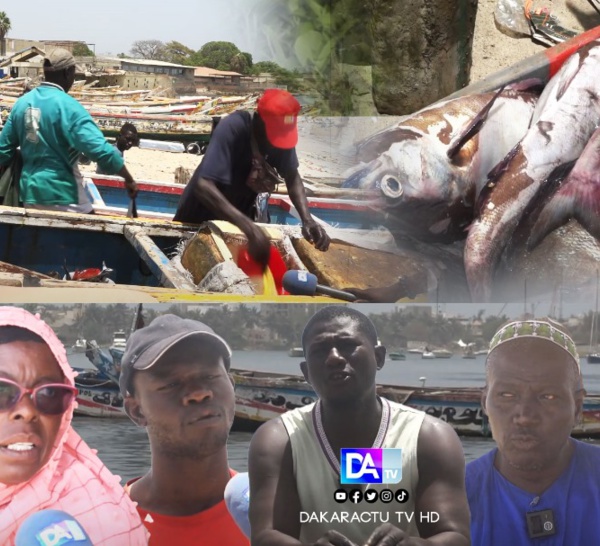 Vidéos sur l'abondance de la pêche : Yarakh, Soumbédioune et Yoff assurent que le poisson se fait toujours rare