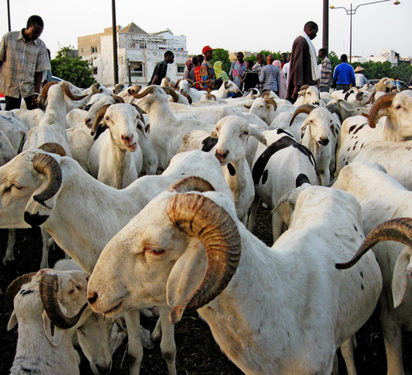 TOUBA- Le mouton encore « invisible »