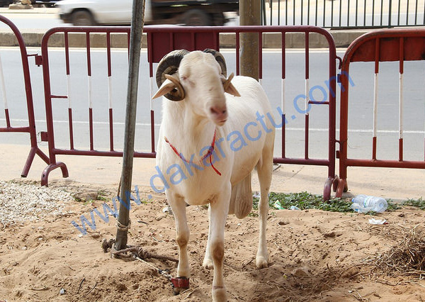 Les voleurs dérobent les moutons de Tabaski de l'adjoint au sous-préfet de Sagatta