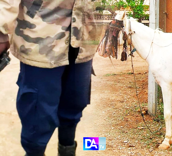 Cheval, pistolet et trahison : le procès explosif d’un fils contre son père à Linguère