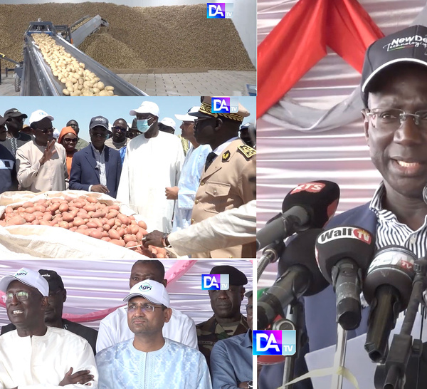 Production de pommes de terre : « Avec SWAMI AGRI et son rendement de 105.000 tonnes, l’espoir est permis », déclare le Dr Mabouba Diagne