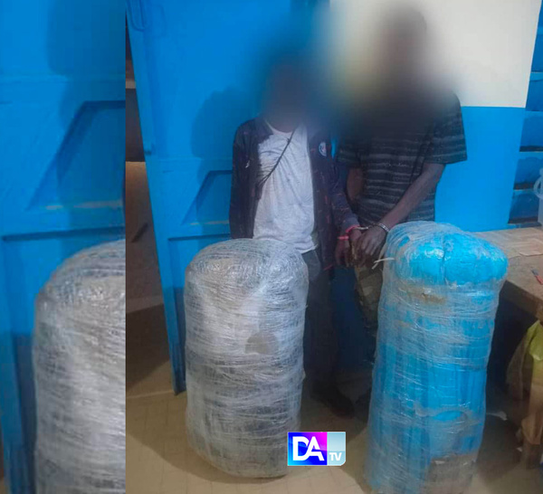 Baba Garage : Saisie spectaculaire de 51 kg de chanvre indien, deux trafiquants dans les filets de la gendarmerie