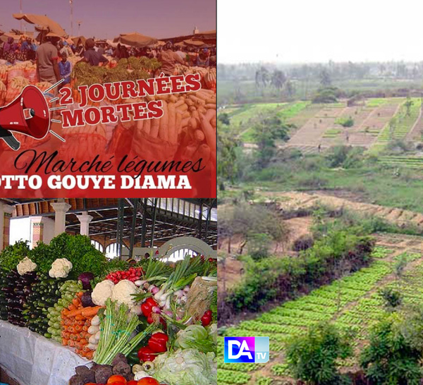 Zone des Niayes - mévente de pommes de terre : Les producteurs décrètent un mot d'ordre de grève de 2 jours sans marché