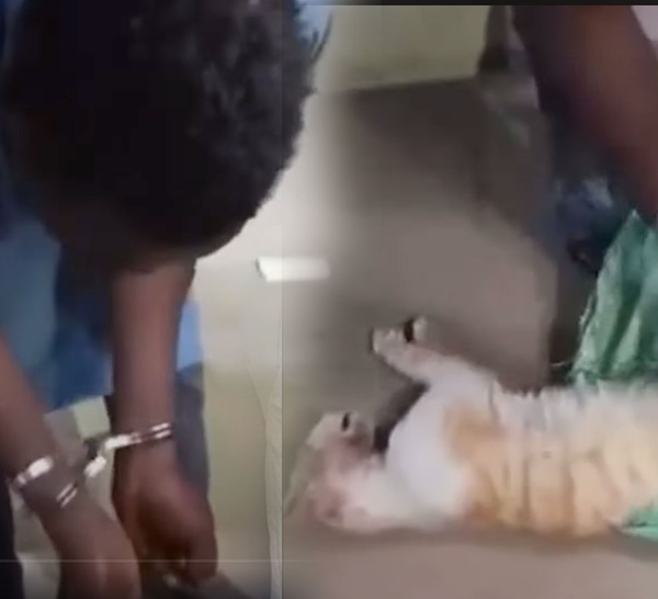 « Dibi Haoussa » au goût douteux : les fournisseurs de viande de chat déférés