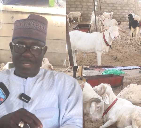 Khadim Samb révèle ses relations avec les moutons « Khar bougn rindi meune nako… »