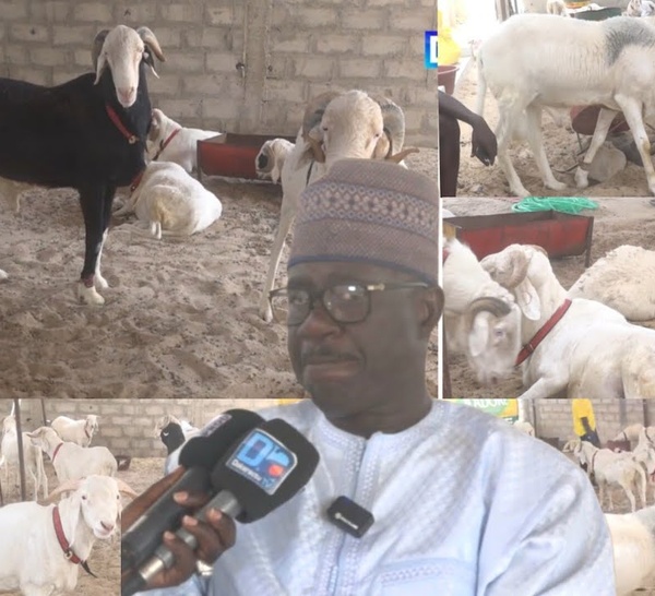 Bergerie Khadim Samb - Le communicateur révèle son immense trésor au public « khar mom defal lépp… »