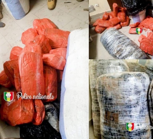 Mbaling : 140 kg de chanvre indien saisis en pleine nuit par l’OCRTIS