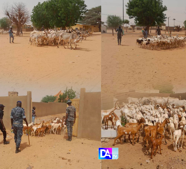 un vaste réseau de voleurs de bétail démantelé, 144 têtes saisies par la gendarmerie