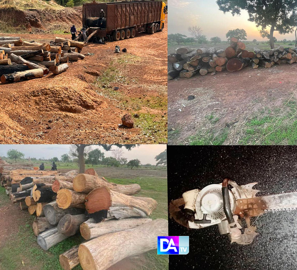 Trafic de bois : un réseau démantelé à Médina Yoro Foulah, 10 personnes arrêtées et 250 billons de bois saisis