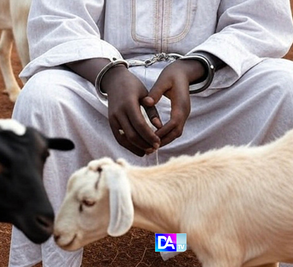 Mboro : Il vole trois chèvres pour payer l’accouchement de sa femme… et écope de deux ans de prison