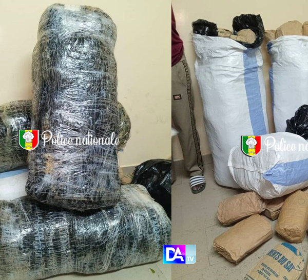 96 kg de chanvre indien saisis à Gazoubile : les trafiquants en fuite