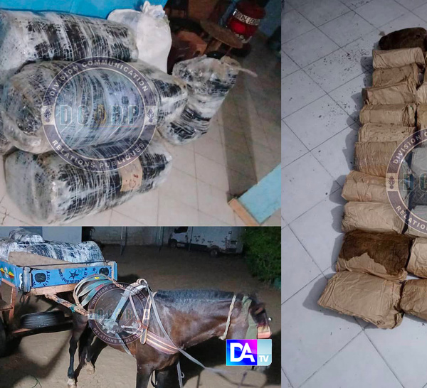 Sandiara – Saisie spectaculaire : 175 kg de chanvre indien abandonnés sur une charrette en pleine nuit !