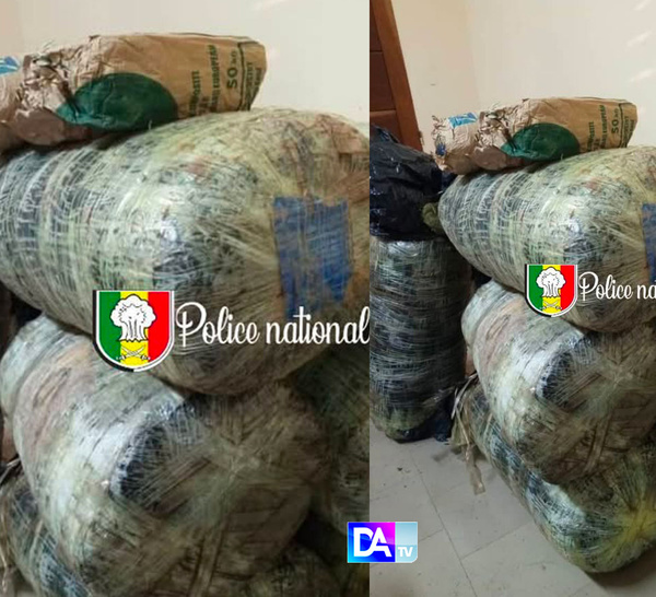 Mbour : 196 kg de chanvre indien saisis par la police