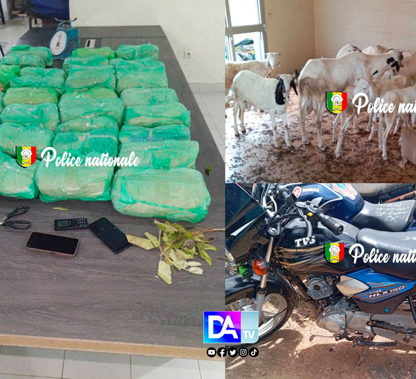 Thiaroye – 29 kg de chanvre indien, 15 moutons et plus d’1 million F CFA saisis : un réseau de drogue démantelé