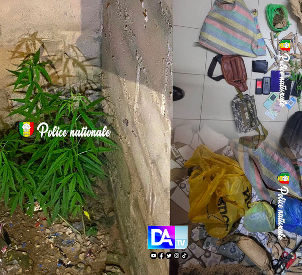 Tivaouane Peulh : La BRS de Dakar démantèle un réseau de chanvre indien en pleine culture