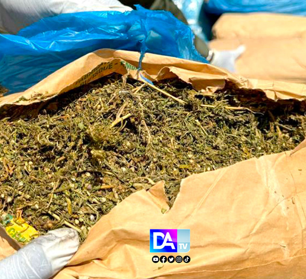 150 kg de chanvre saisis à Djinack Bara : un trafic digne d’un film d’action, entre arrestations, révolte villageoise et fuite spectaculaire