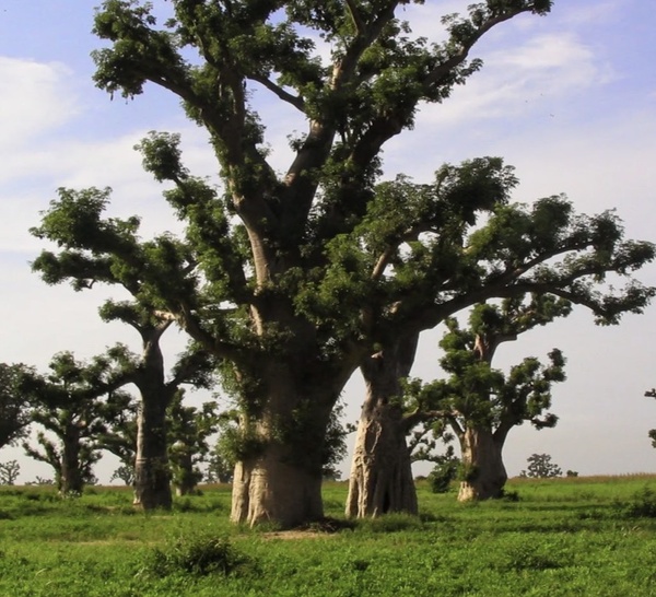 Forêt de Sébikotane : 115 hectares sur le point d’être cédés à la société privée Holding Guèye pour  L’implantation de « port sec » malgré la fronde des populations
