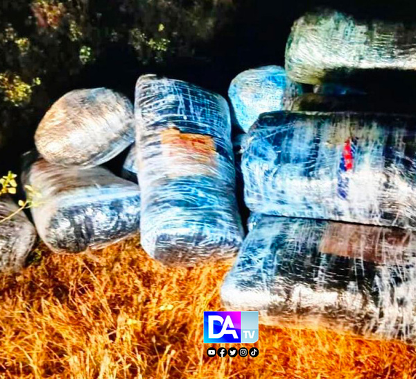 Fatick : Une quantité de 500 kg de chanvre indien saisie par la gendarmerie
