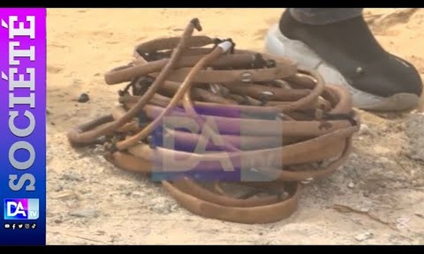Cimetière des Abattoirs : des objets mystiques découverts lors d’une opération de désherbage