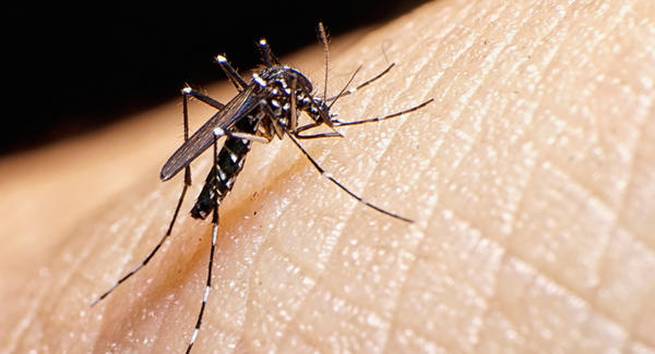 Virus Zika : L'OMS estime possible une «augmentation significative» du nombre de cas dans des zones non touchées